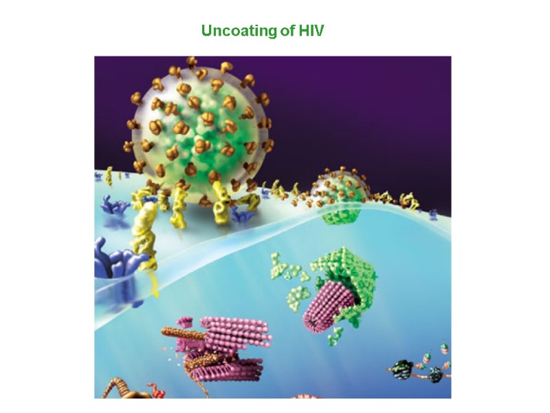 Uncoating of HIV